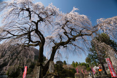 一目枝垂れ桜を