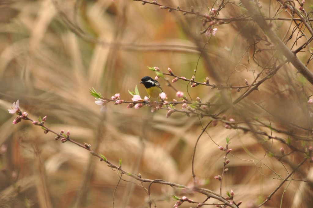 春は美味しいんだ！　DSC_0756