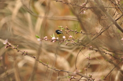 春は美味しいんだ！　DSC_0756