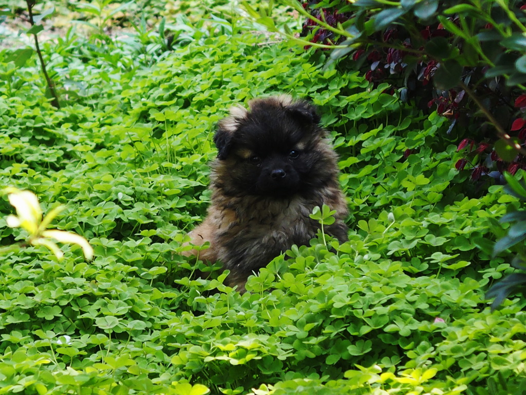 子犬