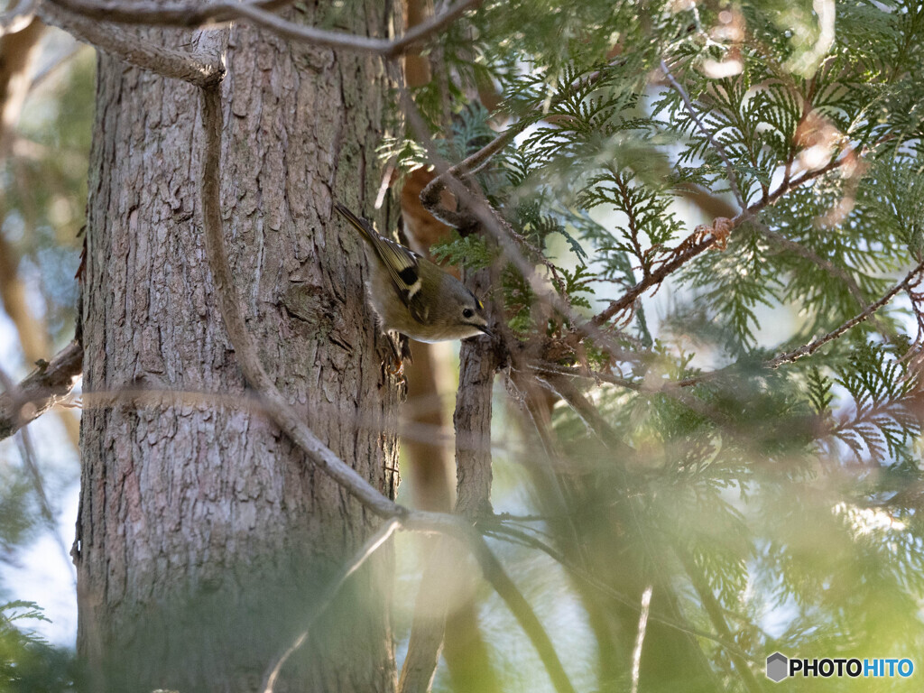 すばしっこくて