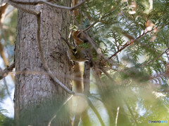 すばしっこくて