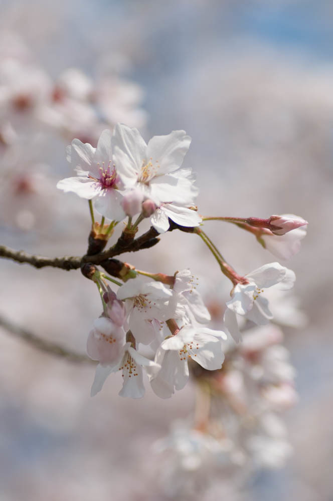 桜花盛開