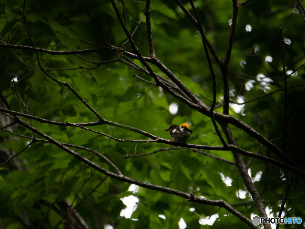 やっと見つけた