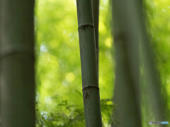 涼を求めて