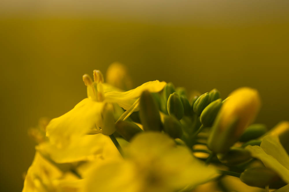 蕾