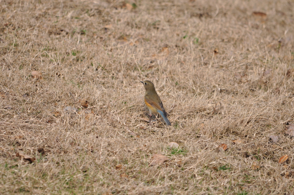 しとやか　DSC_0103