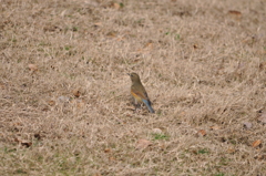 しとやか　DSC_0103