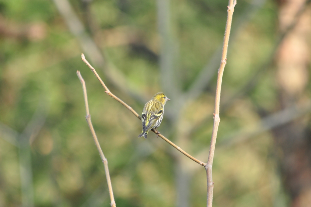 好い天気だよ！DSC_0392