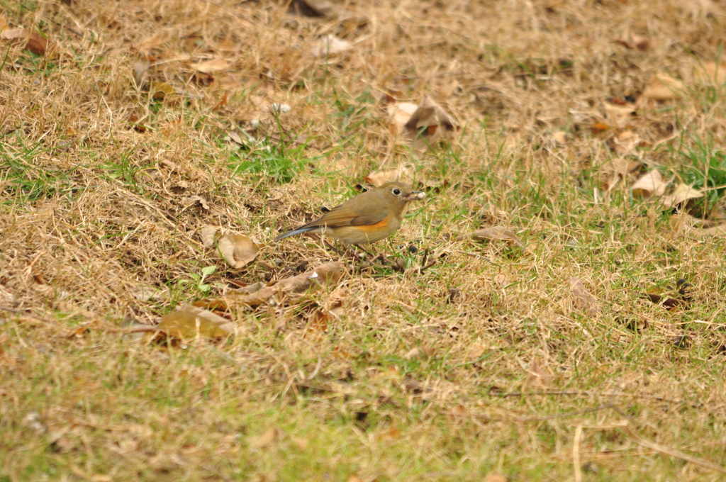 もう一つ！　DSC_0525