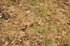 ヨイショ！　DSC_0511
