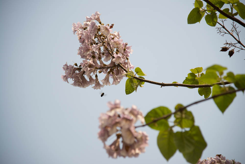 桐の花