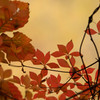 紅に染まる頃