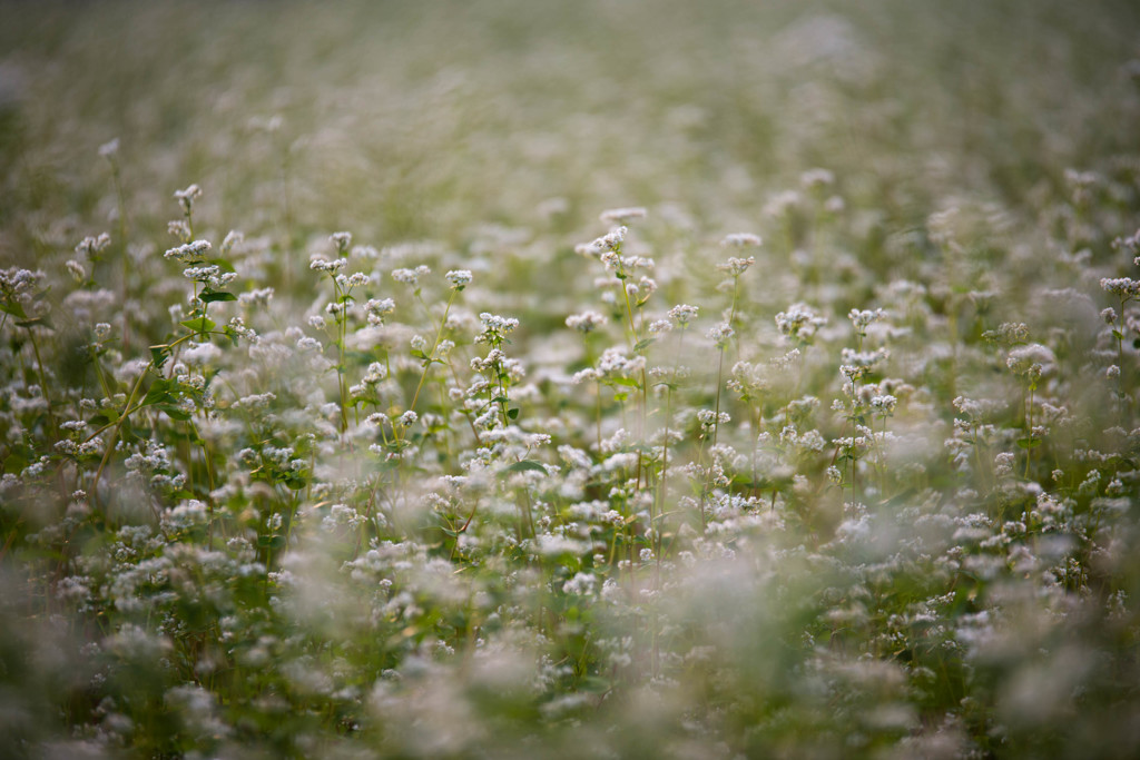 蕎麦の花