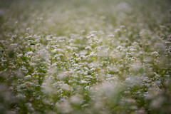 蕎麦の花