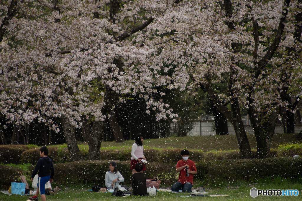 花吹雪