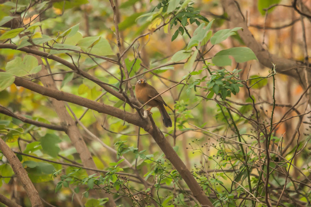 鳴き声がとても綺麗～