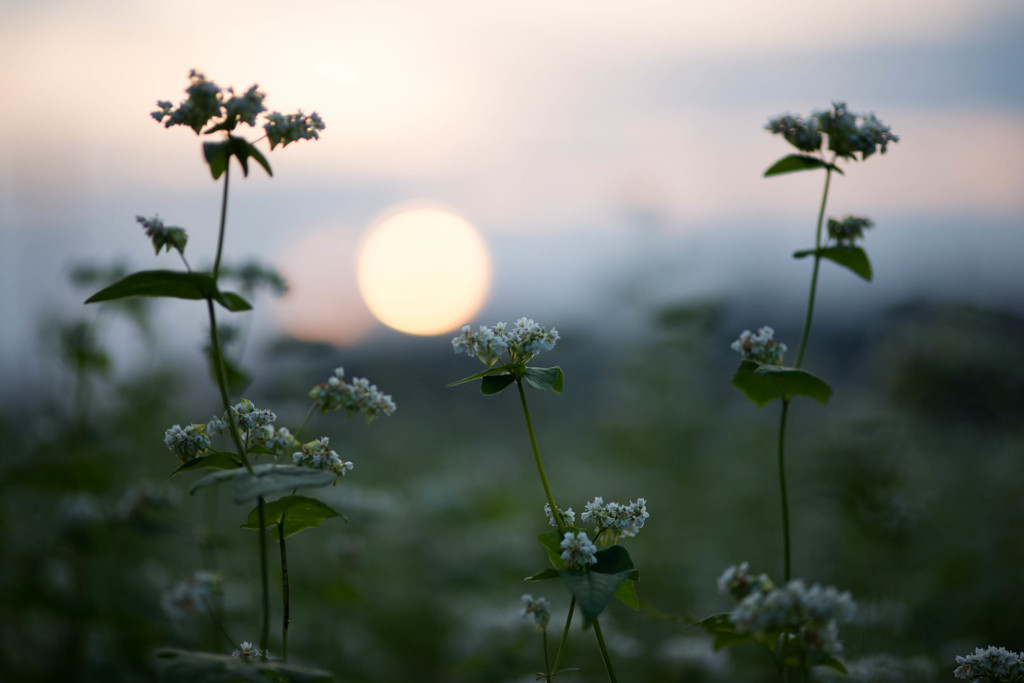 夕日を望んで