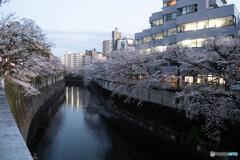 桜並木