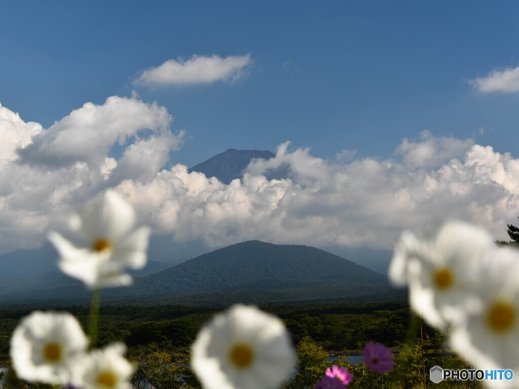 コスモス越しに望む富士山