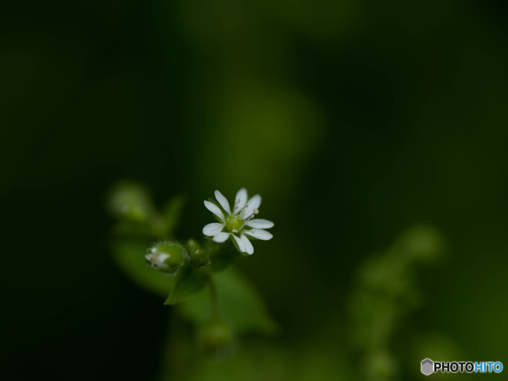 名も知れぬ小さな花