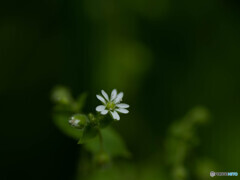 名も知れぬ小さな花