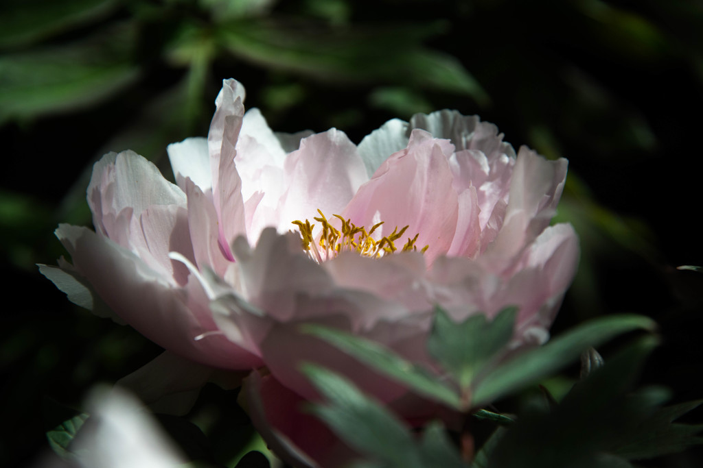牡丹の華