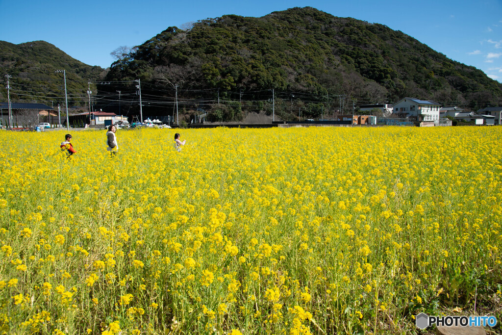 菜の花畑に遊んで