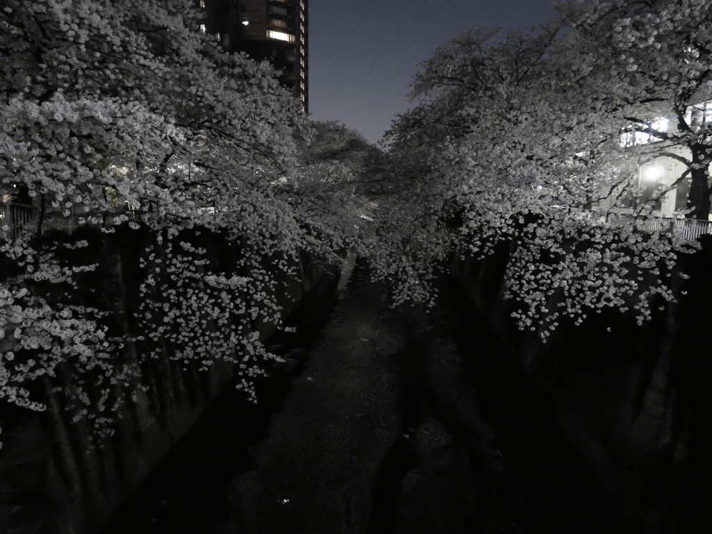 夜桜三昧