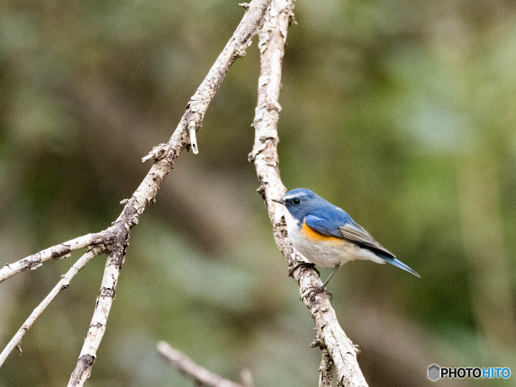 青い鳥