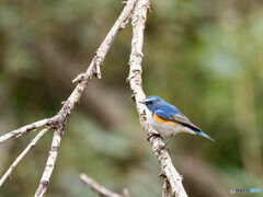 青い鳥