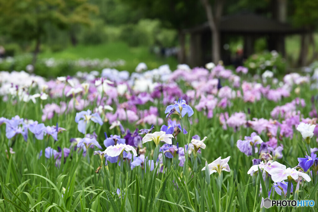 初夏の彩り