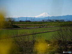 富士山を望んで