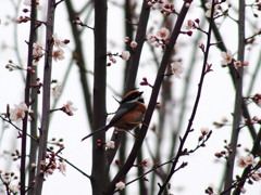 蜜を求めて