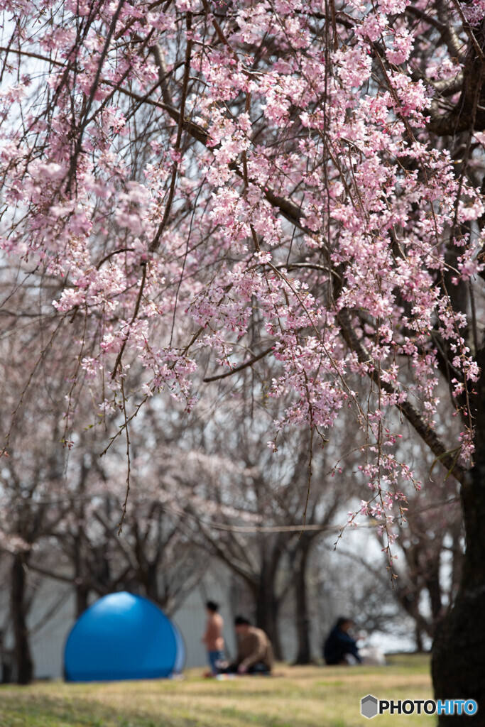 花見