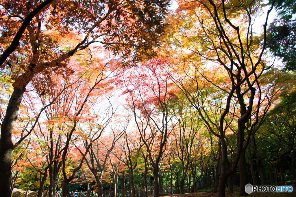 錦秋の北の丸公園