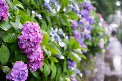 紫陽花に