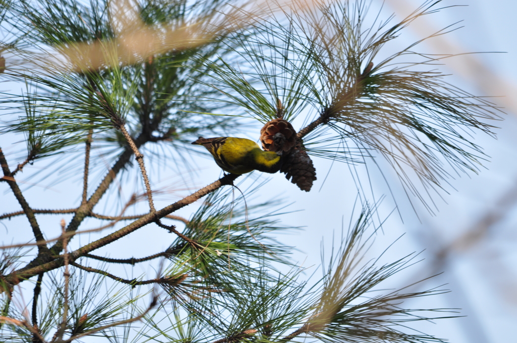 美味～イ　DSC_0421