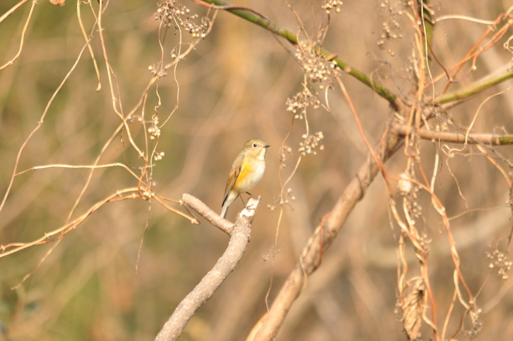 おすまし顔　DSC_0649