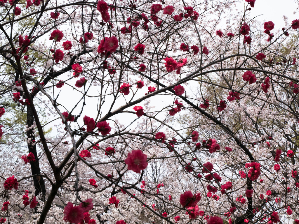 桜咲く頃