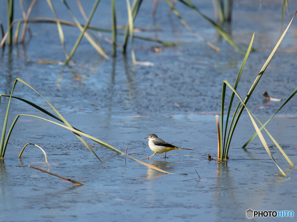 何処か、癒されます
