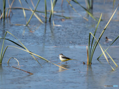 何処か、癒されます