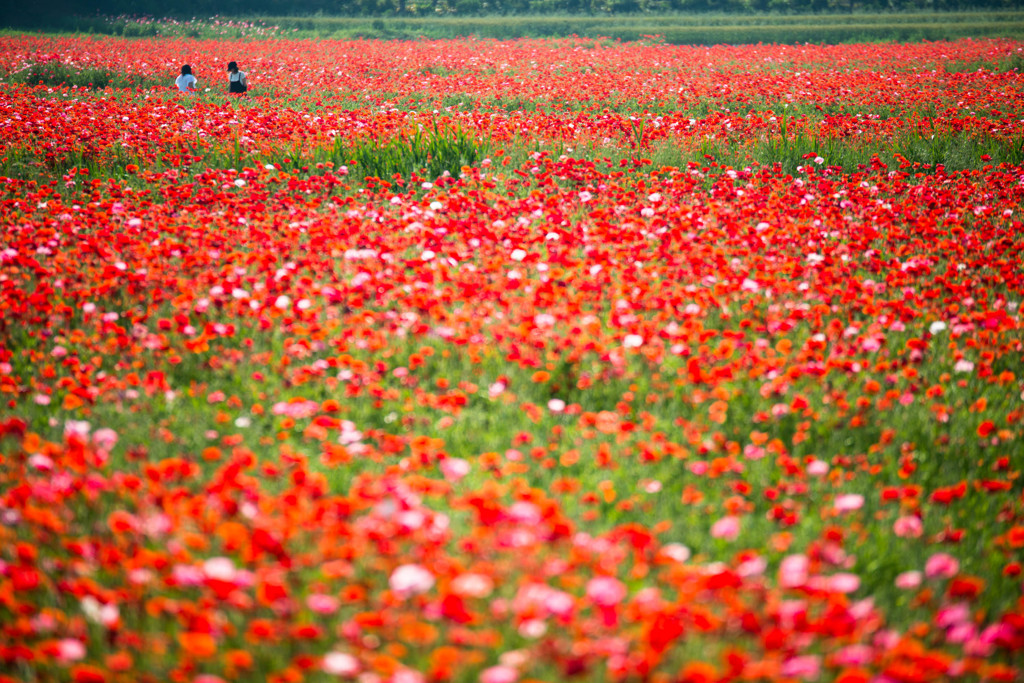 一面のポピー