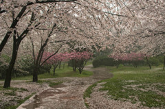 雨に打たれる桜