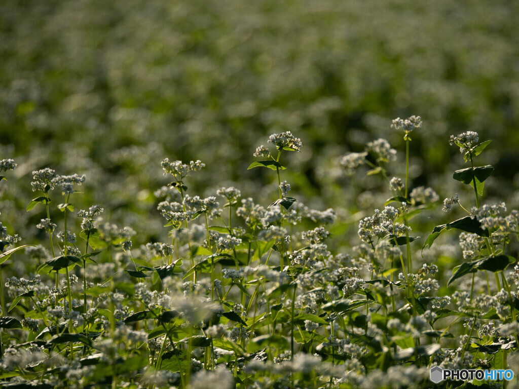 そばの花畑