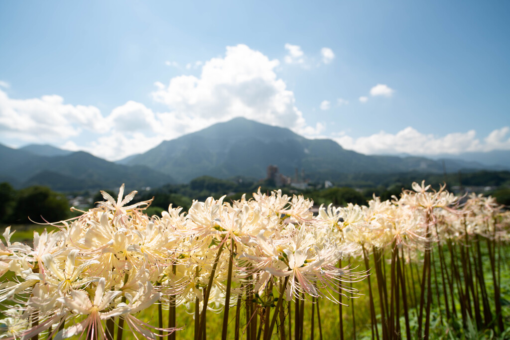 白い彼岸花