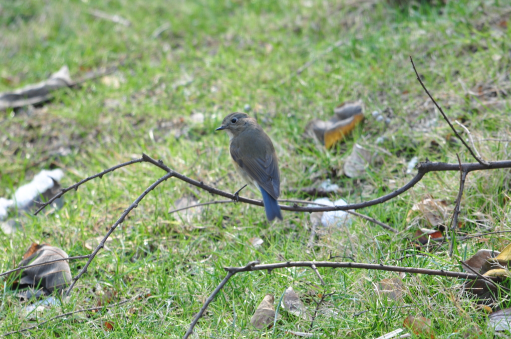 何～？呼んだ？DSC_0266