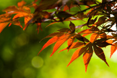春の紅