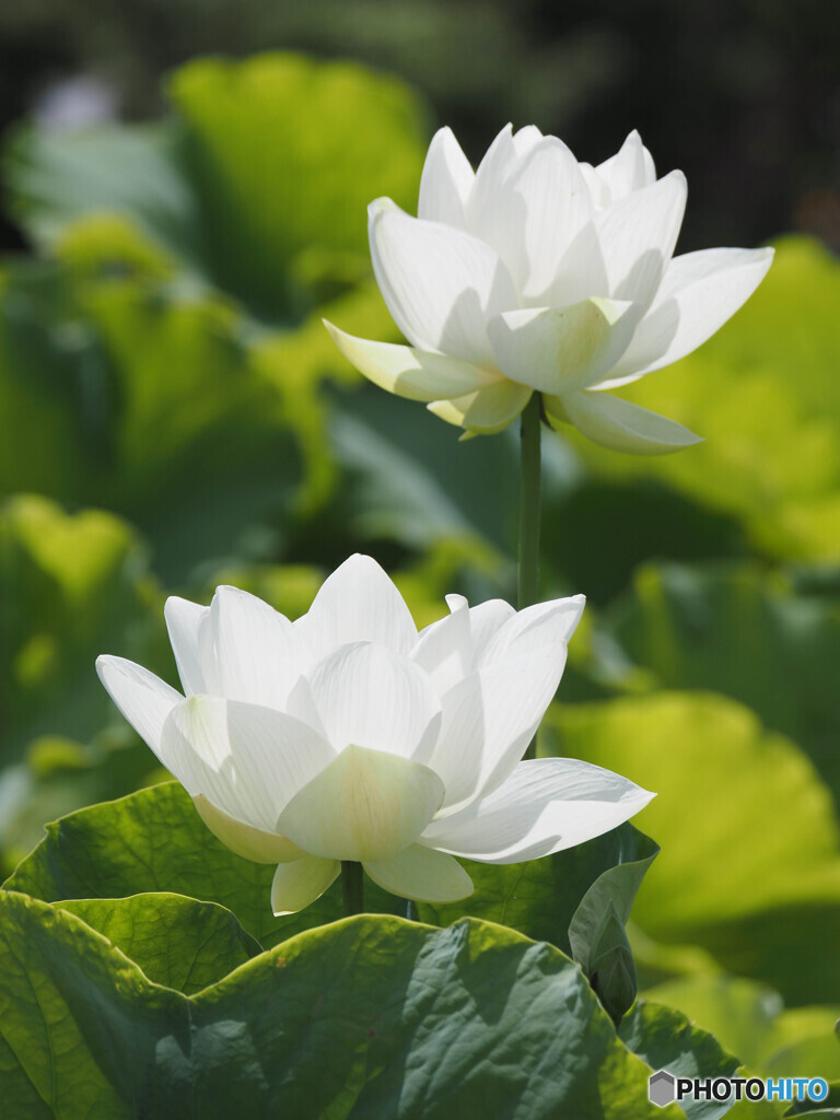 花は咲く