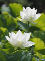 花は咲く